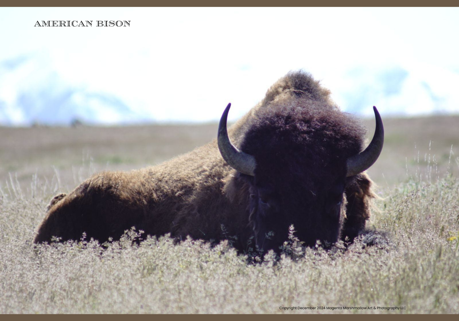 American Bison - Canvas Print limited edition