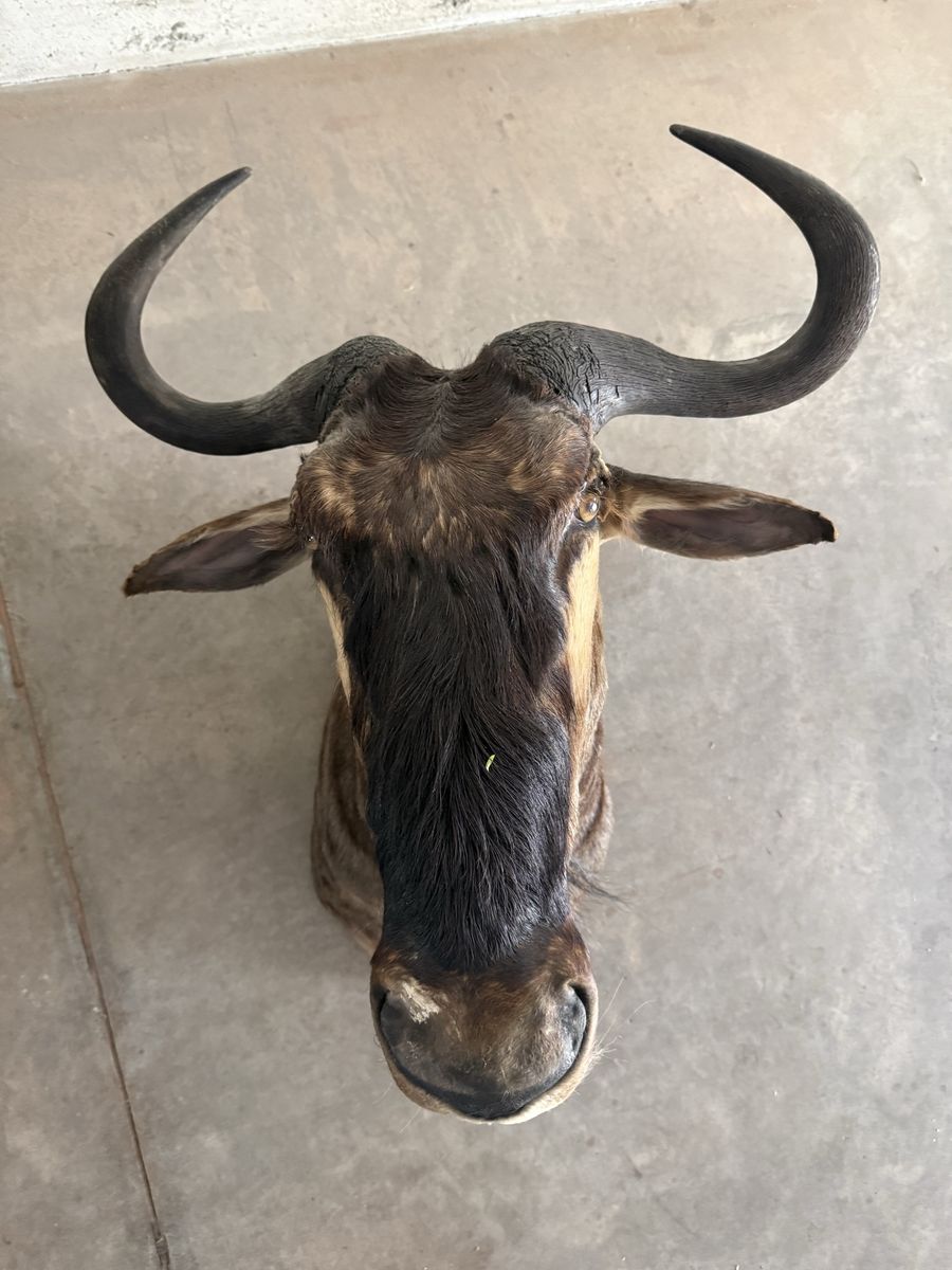 Wildebeest Mount