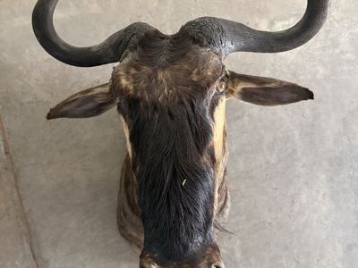 Wildebeest Mount