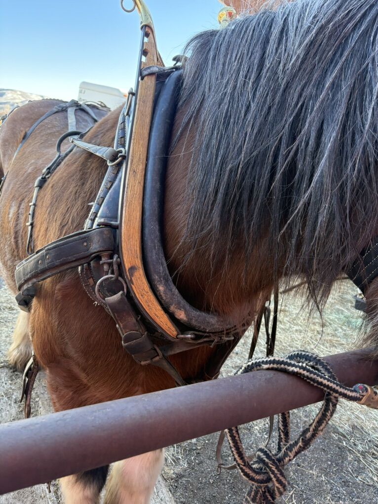 Antique Harness With Hames