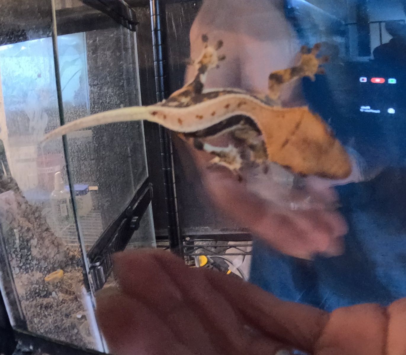 Red Lilly White Crested Gecko