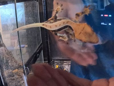 Red Lilly White Crested Gecko