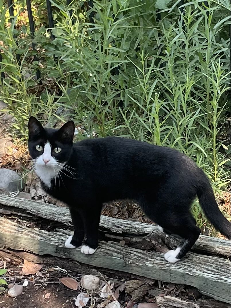 Is this your cat?