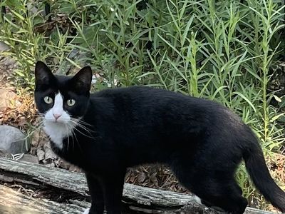 Is this your cat?