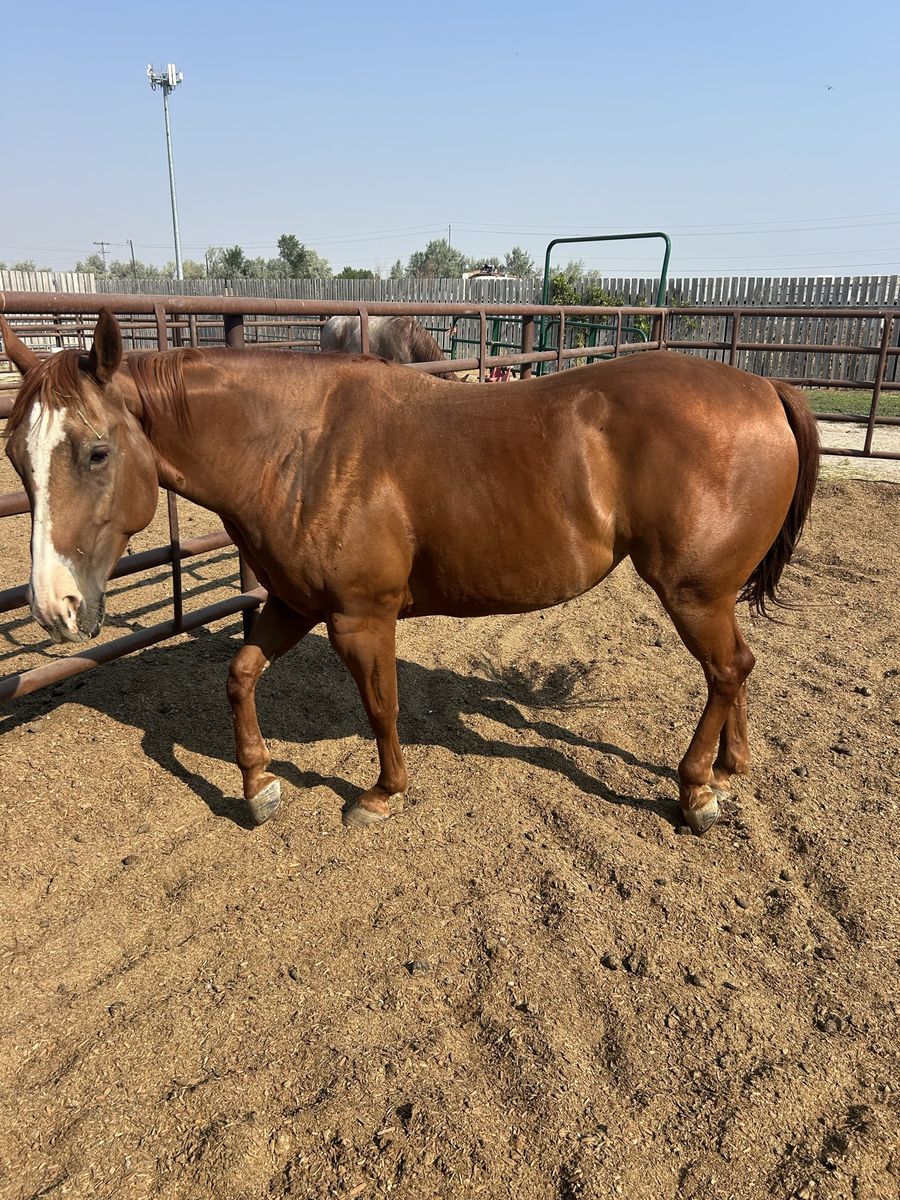 6 yo Mare by Cat Ichi
