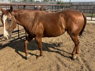6 yo Mare by Cat Ichi