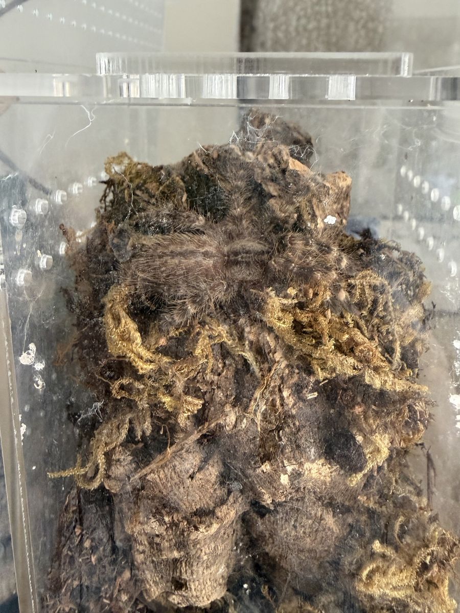P. Regalis