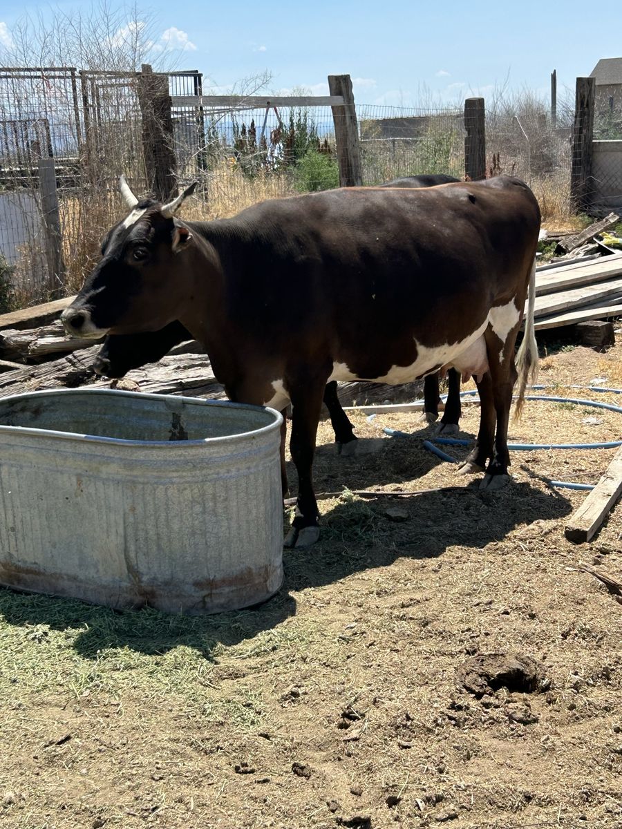 Jersey/Suizo Cow
