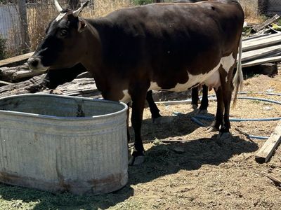 Jersey/Suizo Cow