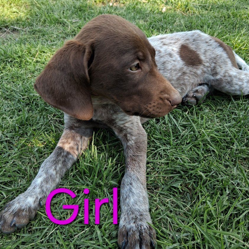 Blue Tick/Catahoula lab mix