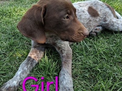 Blue Tick/Catahoula lab mix