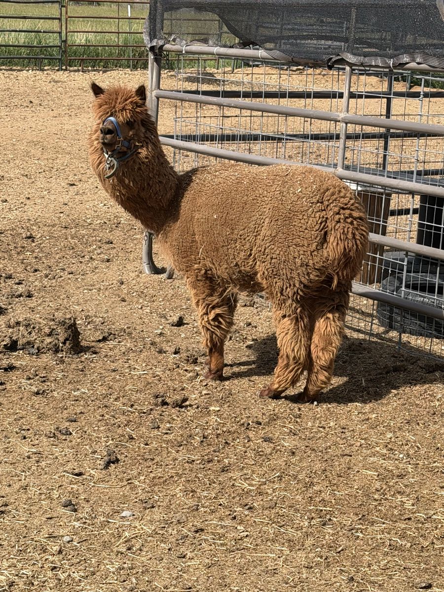 2 yr.old female Alpaca