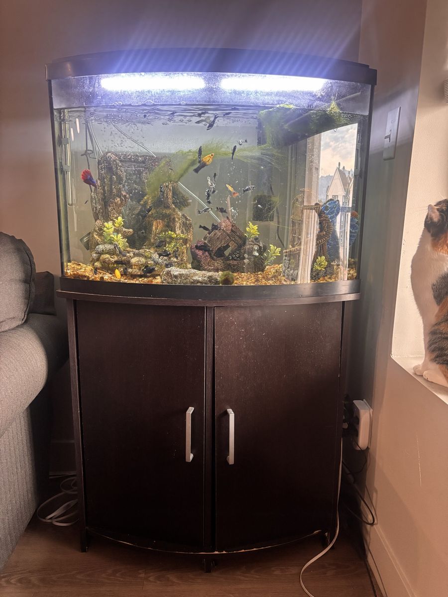 36 Gallon Fish Tank with Fish and Stand
