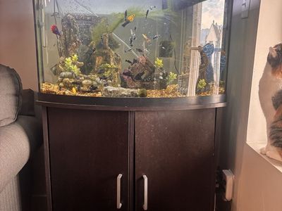 36 Gallon Fish Tank with Fish and Stand
