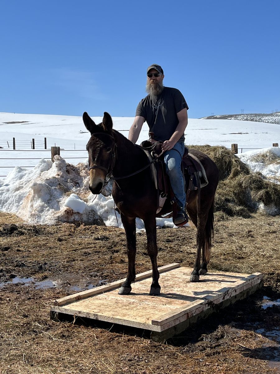 6 year old John mule