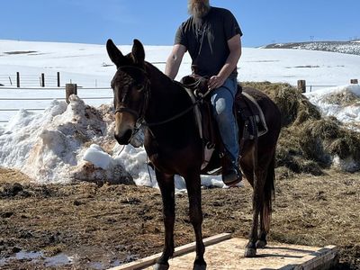 6 year old John mule