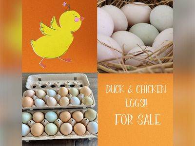 Chicken & Duck Eggs