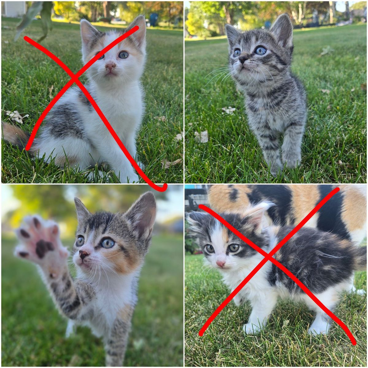 Adorable Kittens Seeking Forever Homes - Tabby & Calico - Ready for Adoption!
