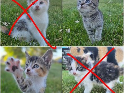 Adorable Kittens Seeking Forever Homes - Tabby & Calico - Ready for Adoption!