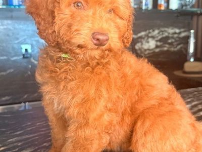Darling Trained Mini Goldendoodle Girl
