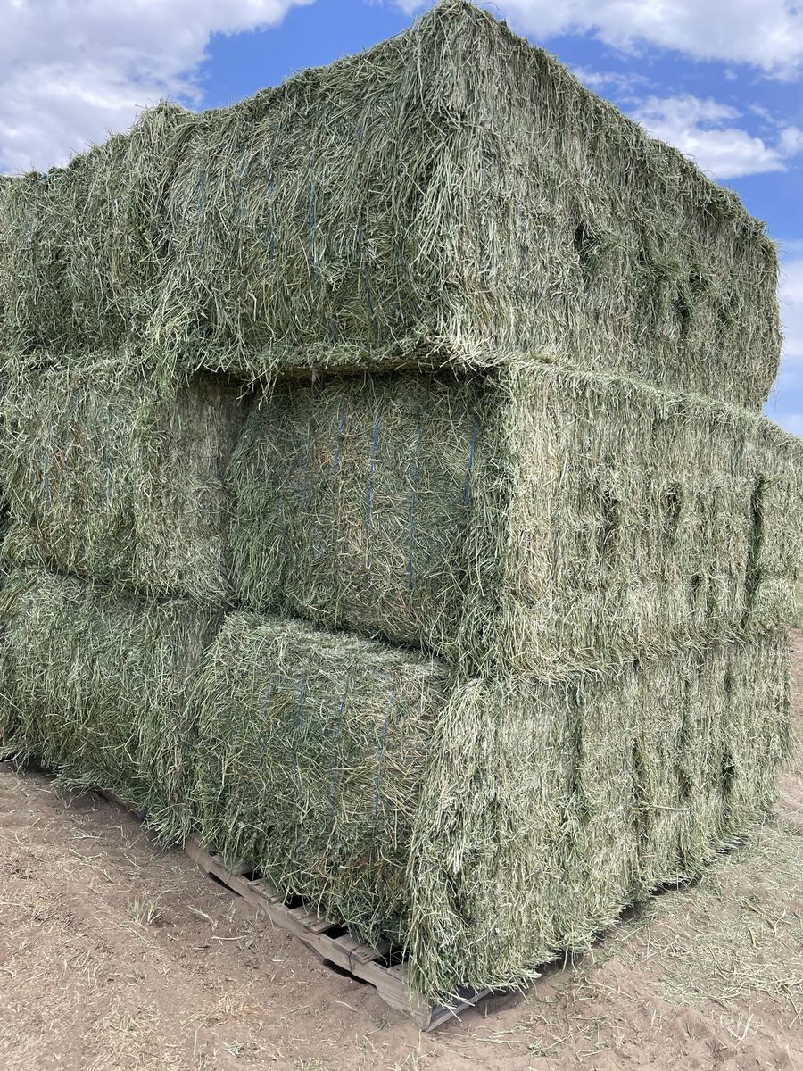Alfalfa Hay