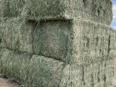Alfalfa Hay