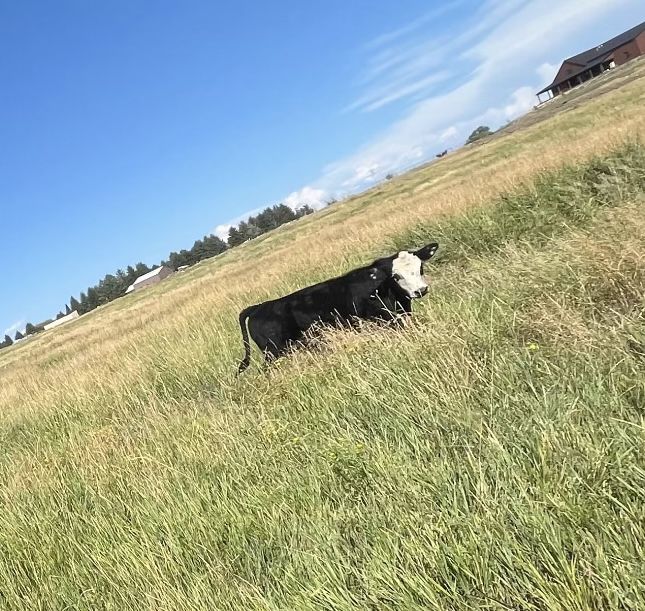 Steer for Sale
