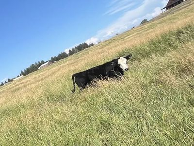 Steer for Sale