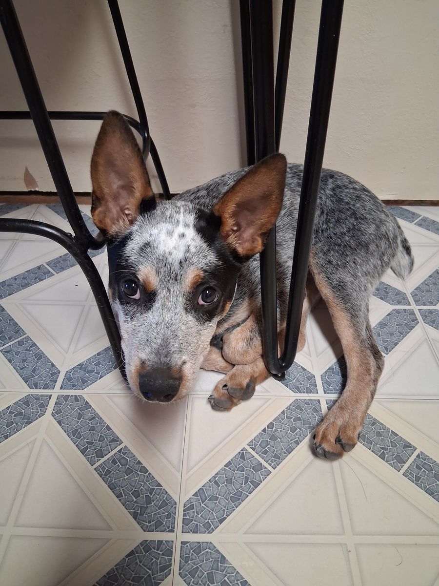 Purebred Blue Heeler Pup