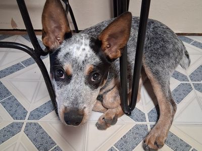 Purebred Blue Heeler Pup