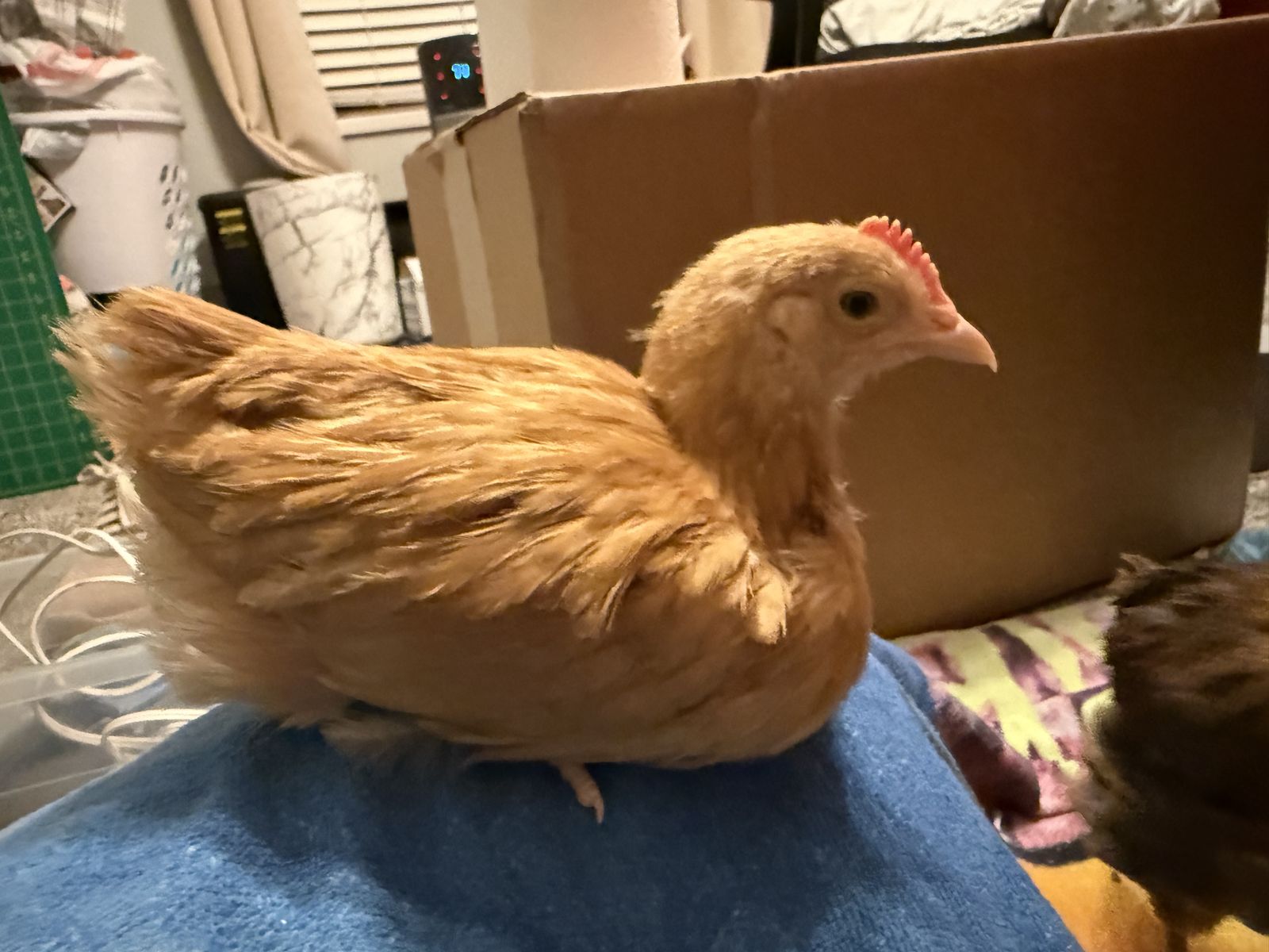 5 Week Easter Egger Roo