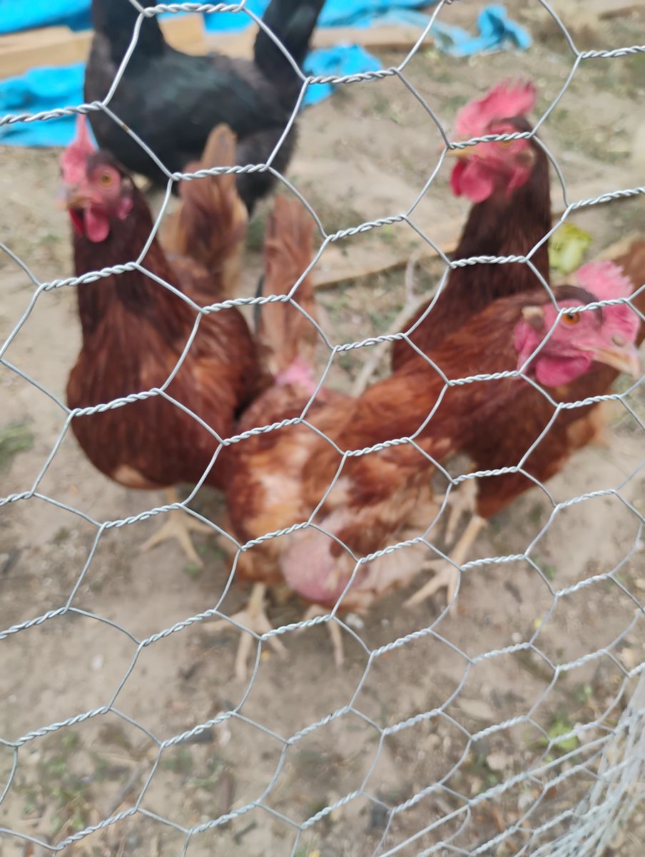 Five 1-year-old friendly chickens