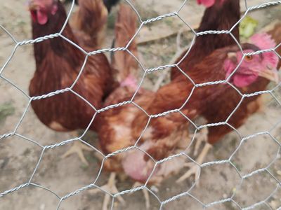 Five 1-year-old friendly chickens