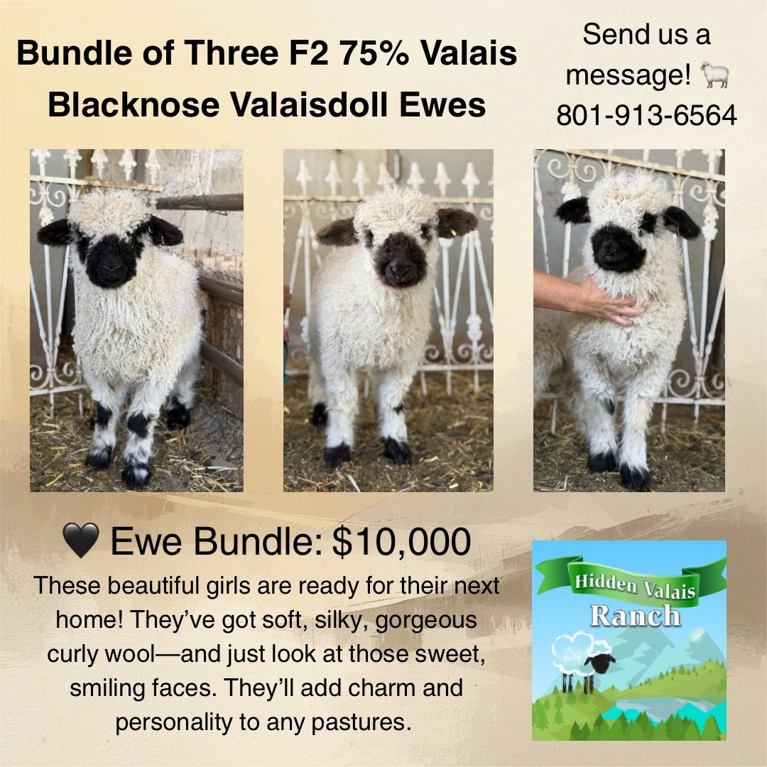 F2 (75%) Valais Blacknose Ewes