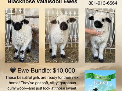 F2 (75%) Valais Blacknose Ewes