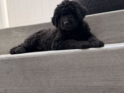 600 labradoodle