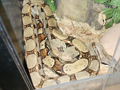 Red Tail Boa