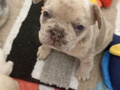 AKC French Bulldogs Puppies