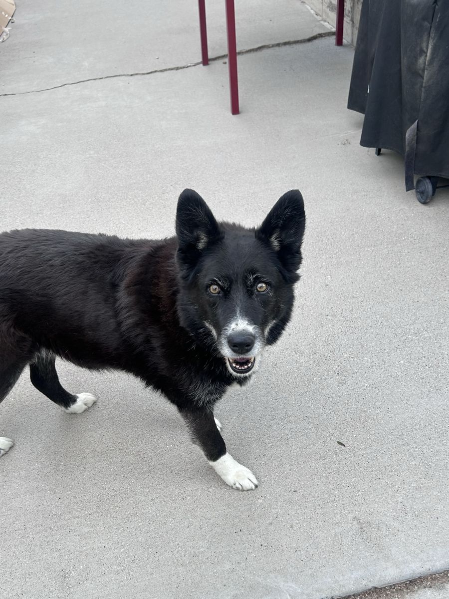 Free dog
