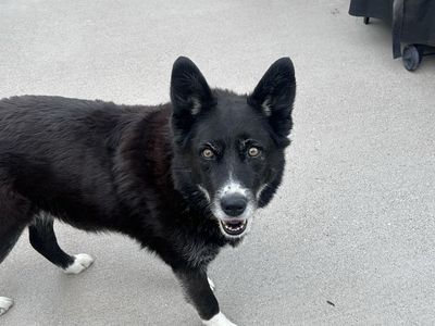 Free dog
