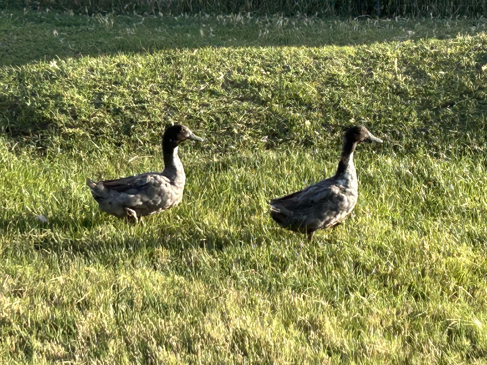 2 Male Ducks