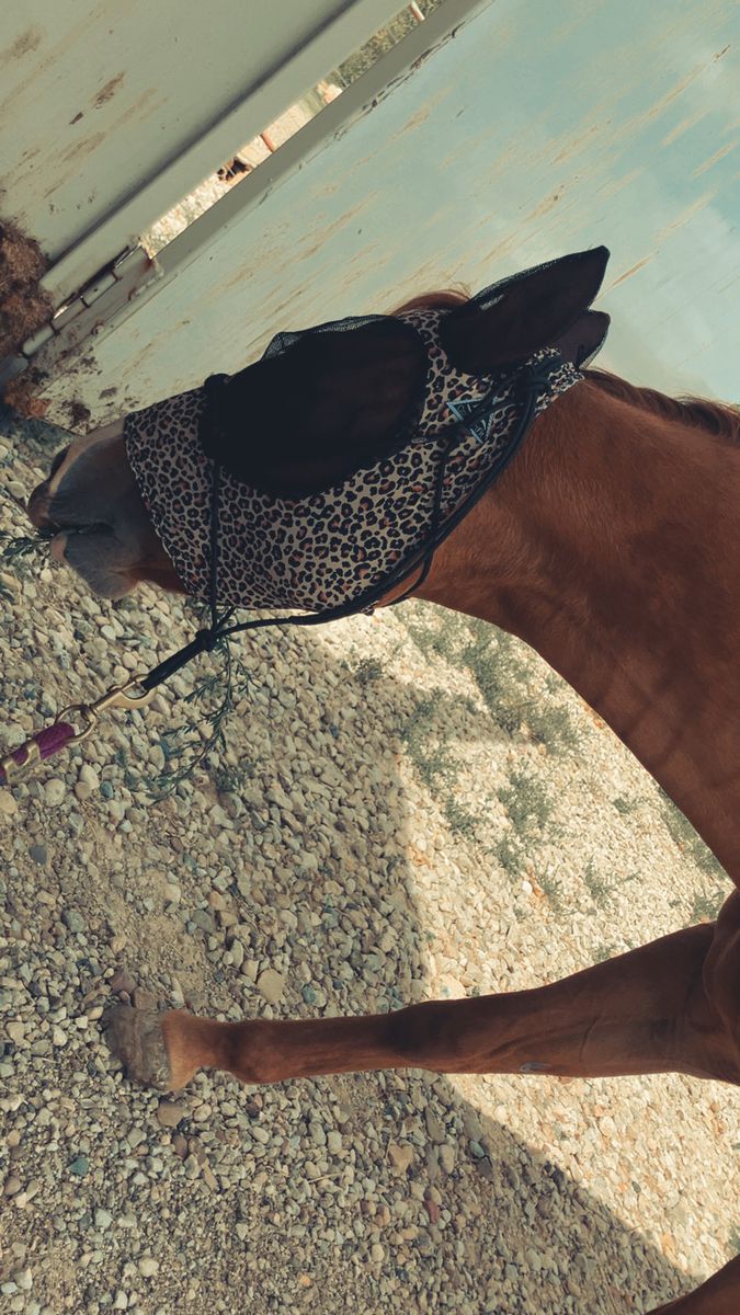Quarter Horse Filly
