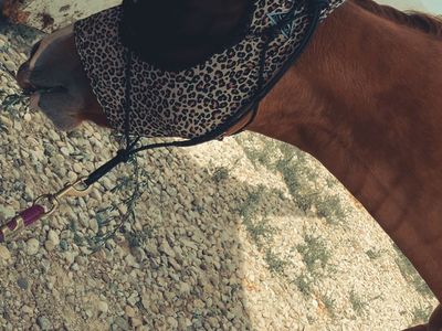 Quarter Horse Filly