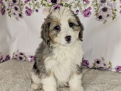 Girl Lisa - Mini Bernedoodle $2500