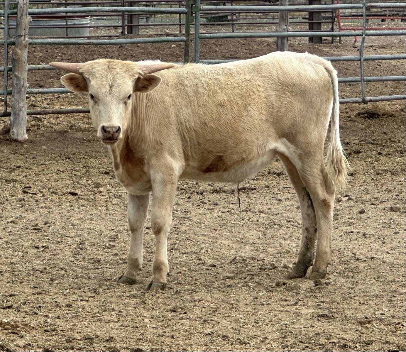 Longhorn Bull