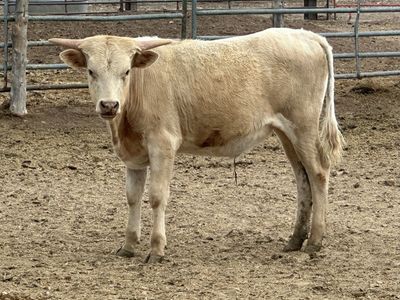 Longhorn Bull