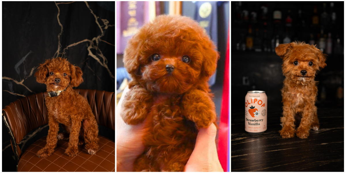 Tiny 4 Pound Deep Red Teacup Poodle Stud