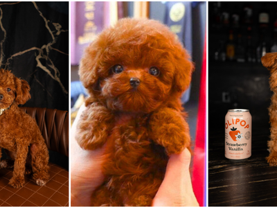 Tiny 4 Pound Deep Red Teacup Poodle Stud