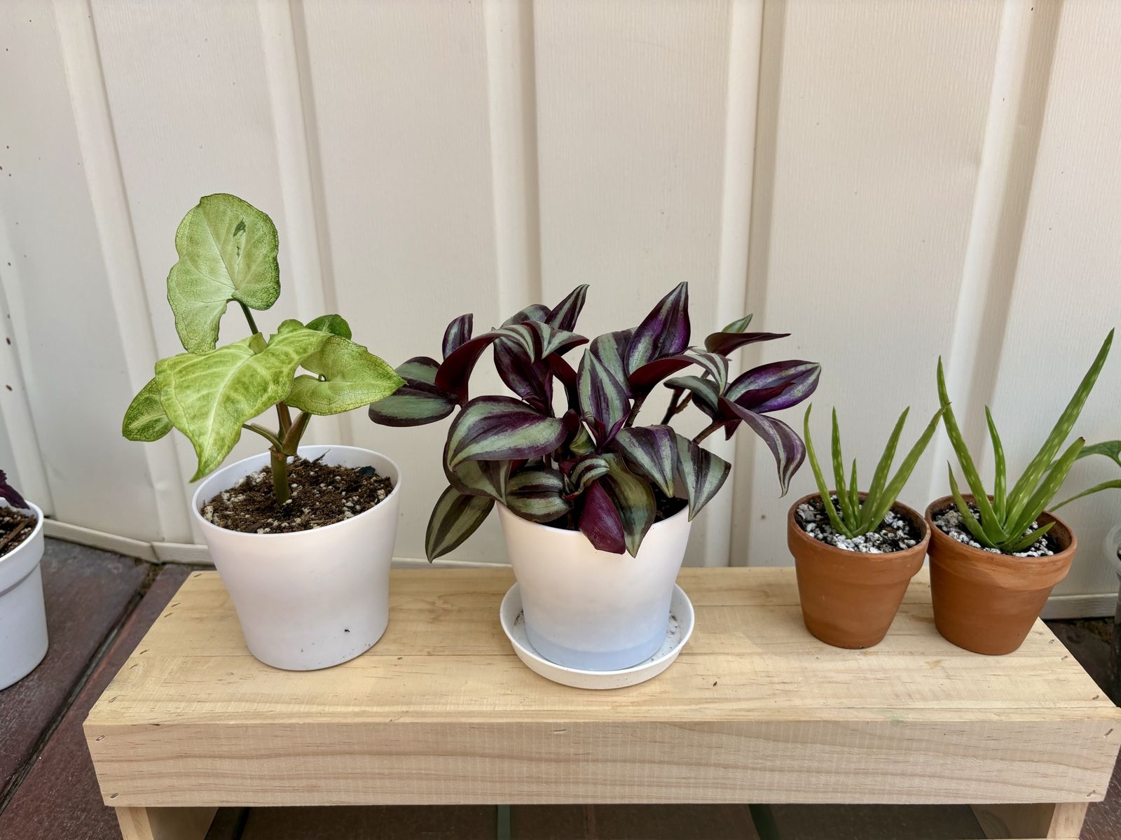 Potted House Plants - Syngonium, Tradescantia, Aloe Vera with pots included