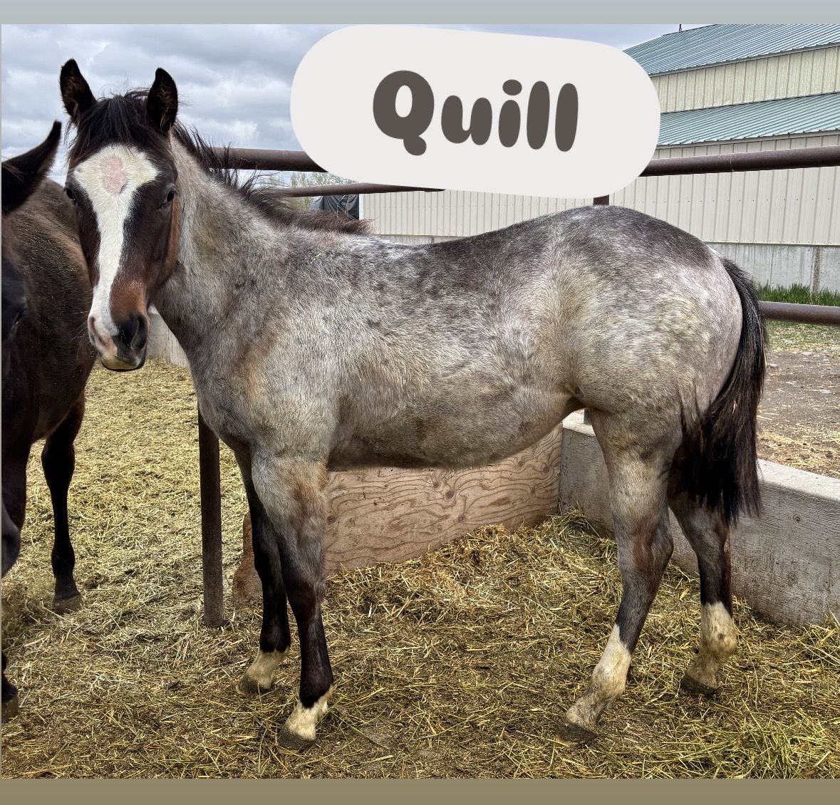 2025 Bay Roan APHA Filly "Quill"